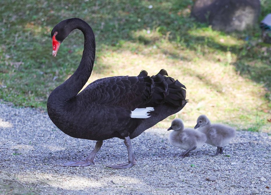 台北賓館的黑天鵝家族14日迎來2隻新生的小黑天鵝，也是自民國103年2月黑天鵝家族產下小天鵝後，睽違10年再有小天鵝出生。圖／中央社