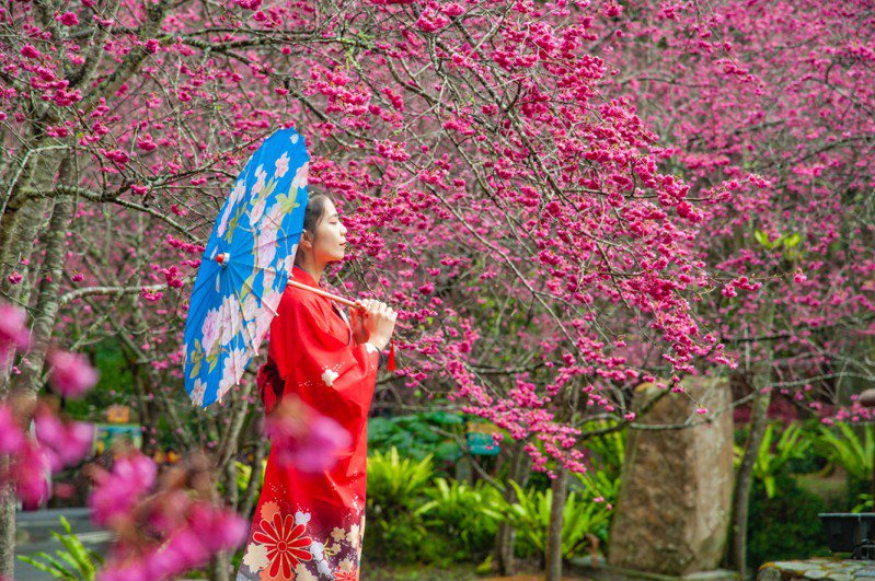 擁有超過5千株櫻花的九族文化村園區，是引領台灣賞櫻風潮的賞櫻聖地。圖／日管處提供