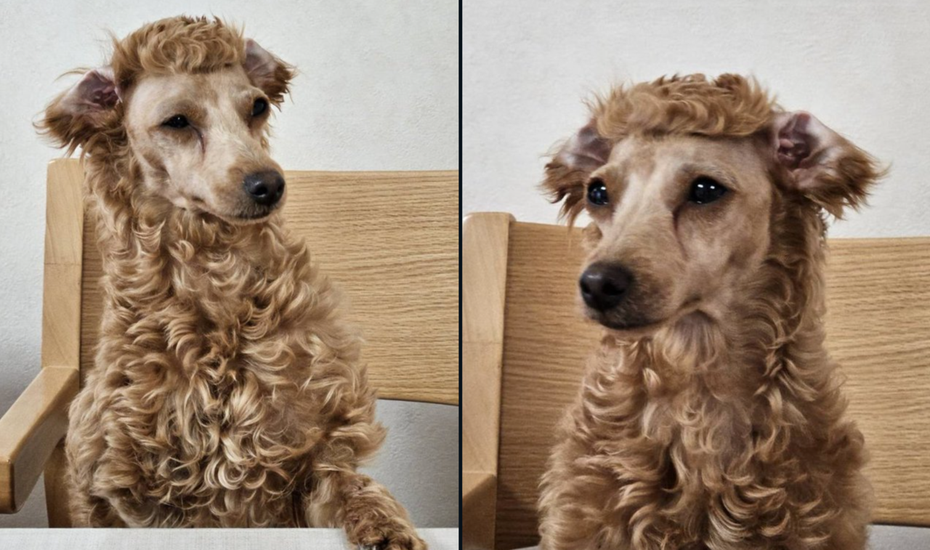 有著高貴捲毛的貴賓犬一臉無奈地望向鏡頭，臉部被剃個精光的牠只留下頭部與身體還保留毛髮。（圖／翻攝自推特 @_nana_lovely）