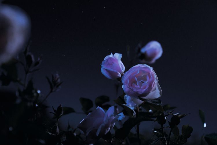 迪奧於午夜時分，採摘岡維拉玫瑰，藉此萃取出更強大的活性成份。圖／迪奧提供
