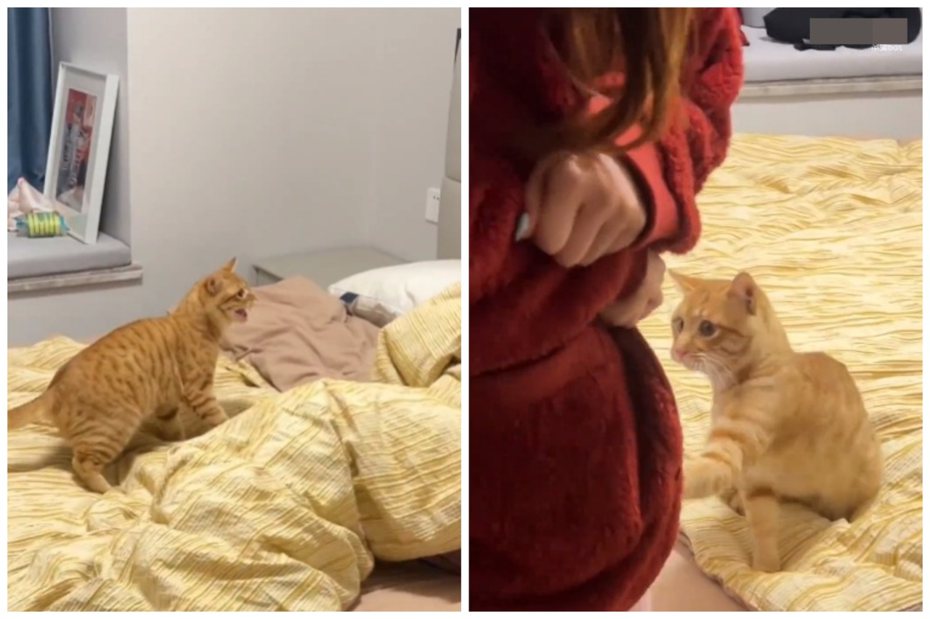 橘貓不讓飼主閨密來一起睡，用行動表達抗議。圖取自微博