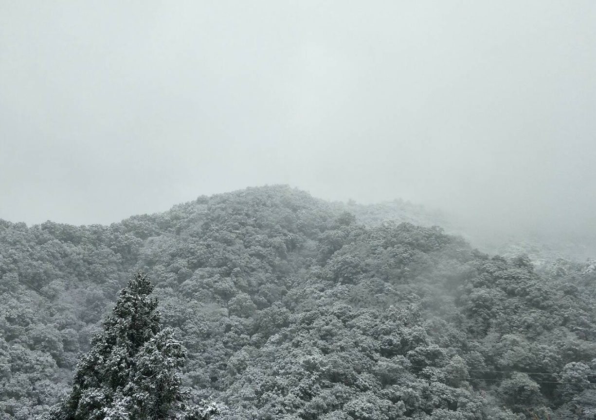 桃園市復興區拉拉山區強烈低溫，林木結霜白氣飄渺，預料23、24日可能降雪。記者曾增勳／翻攝