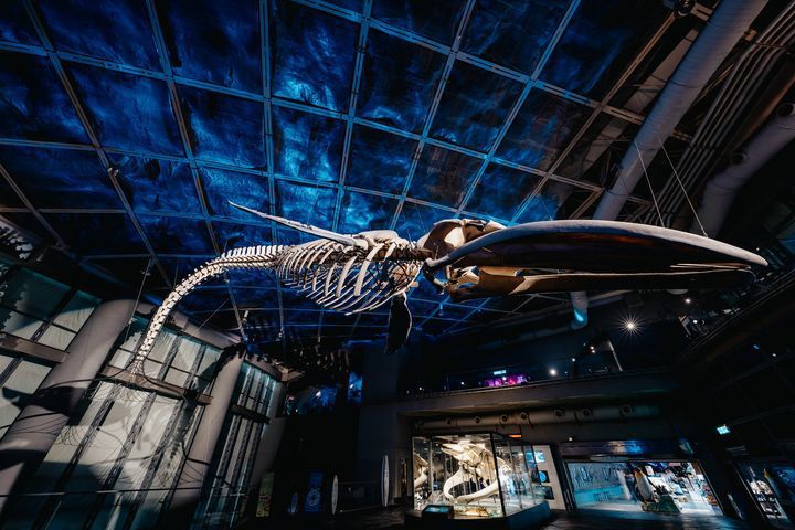 轉身升空的藍鯨，震撼遨遊在屏東海生館。　圖：國立海洋生物博物館／提供