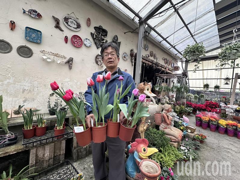 黃毅斌表示球根花卉在過年期間特別多，如鬱金香、風信子、球根海棠都是最佳選擇。記者李文德／攝影