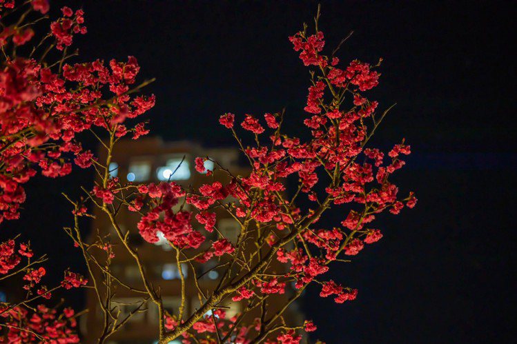 受暖冬影響，櫻花提前綻放，圖為內湖樂活公園2023年花況。圖／取自樂活夜櫻季臉書