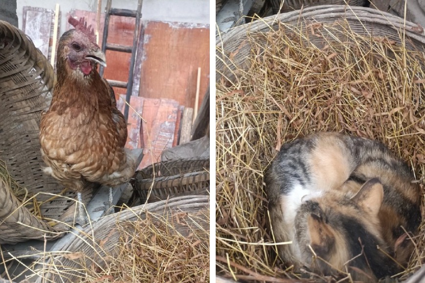 一名網友拍下家中寵物爆笑的畫面，院子裡的母雞發現自己生蛋的雞窩裡面的蛋都不見了，卻多出一大顆「毛茸茸的怪蛋」，這顆怪蛋其實是一隻流浪貓，這讓母雞傻眼到當場愣住。 (圖/取自微博)