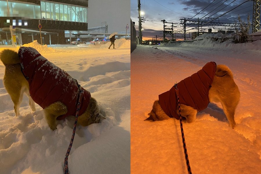 日本北海道一隻柴犬「小麥」（こむぎ）日前和主人出門散步，看到道路兩側堆著厚厚一層積雪非常興奮，突然就把整個頭塞進雪裡不動。圖擷自X@8WpW5RcF9WCFJrQ