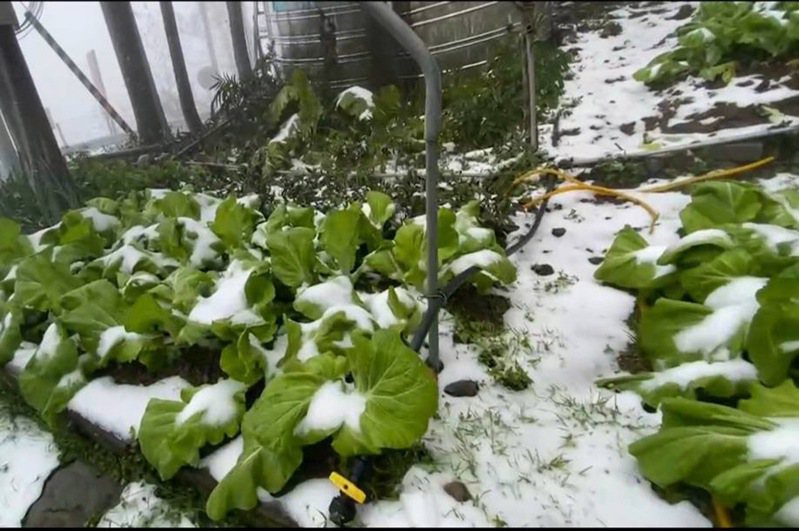 桃園復興區山區降雪，農民種植的芥菜、高麗菜高山蔬菜多受到寒害雪災。圖／陳保良提供
