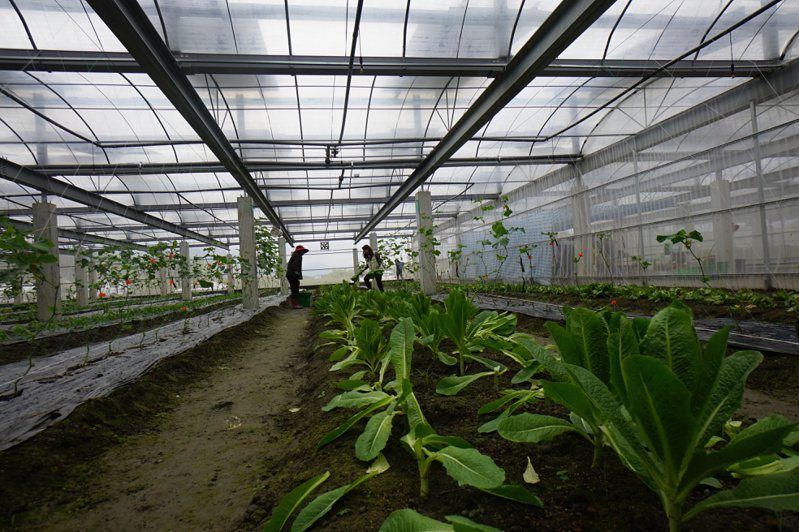 賓威能源投資興建光電溫室，由業者租農地蓋溫室加蓋光電板，提供農民栽種。記者王燕華／攝影