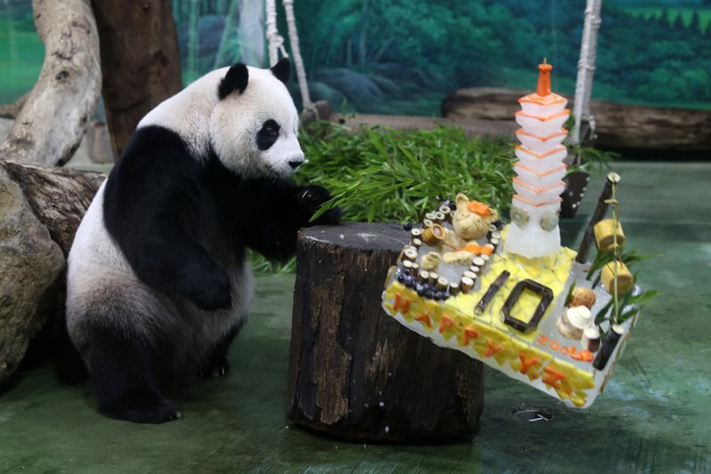 台北市立動物園大貓熊「圓仔」10歲生日，台北市立動物園的保育員運用大貓熊的日常食物，為圓仔精心設計台北101與貓纜造型的生日蛋糕，剛看到「生日蛋糕」的圓仔不知如何下手，後來乾脆把蛋糕打翻。聯合報系資料照