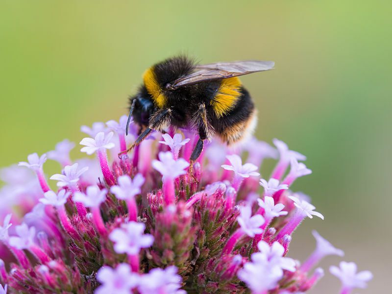 隨著氣候變遷、棲地破壞與傳粉媒介銳減，植物出現大量「自花授粉」的狀況。（Photo on Wiki Commons）