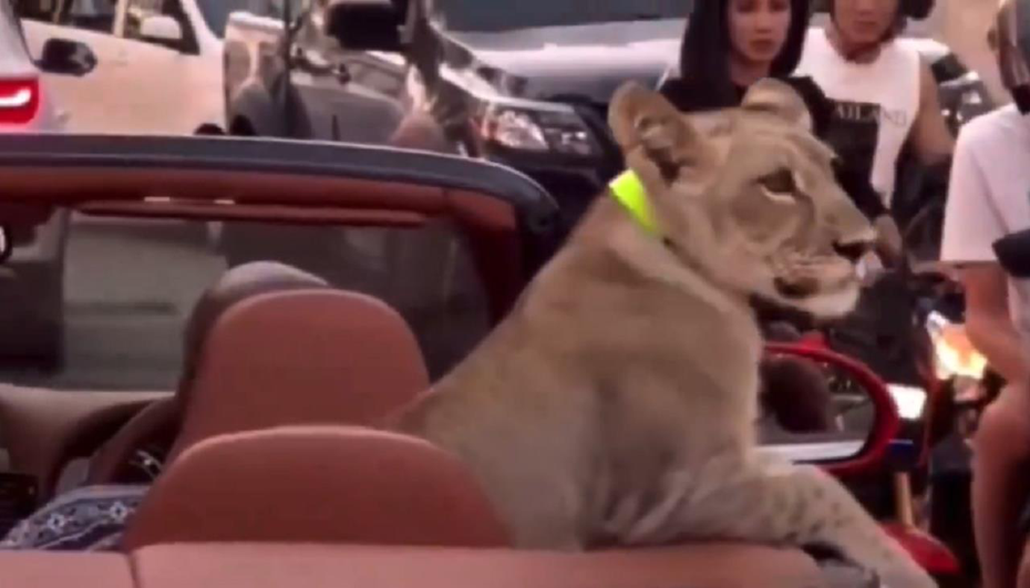 網路近日瘋傳一支影片，顯示一隻上了鎖鍊的幼獅坐在一輛白色敞篷賓利後座，在泰國芭達雅街頭兜風。圖／取自網路