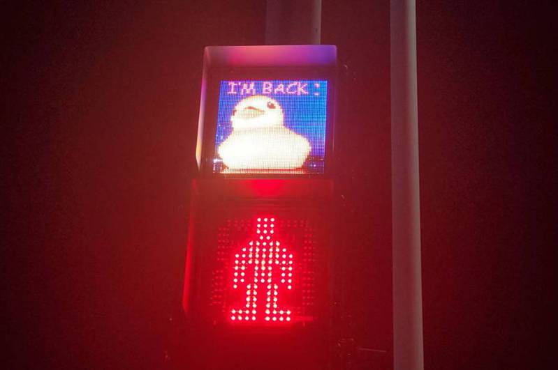 高雄海邊路的紅綠燈，轉換燈號時會出現黃色小鴨圖案，上方還寫著「 I'm back！」記者王勇超／攝影