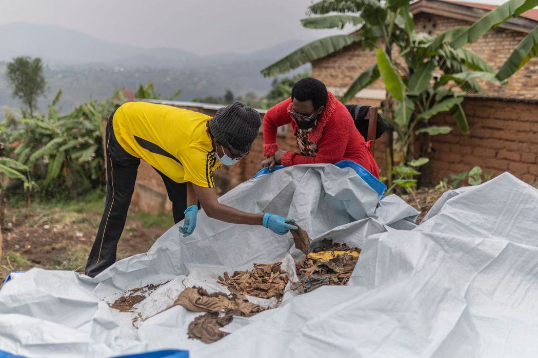 盧安達恩戈馬鎮的民眾，幫忙整理、分類新挖出的大屠殺受害者遺骨。 圖／法新社