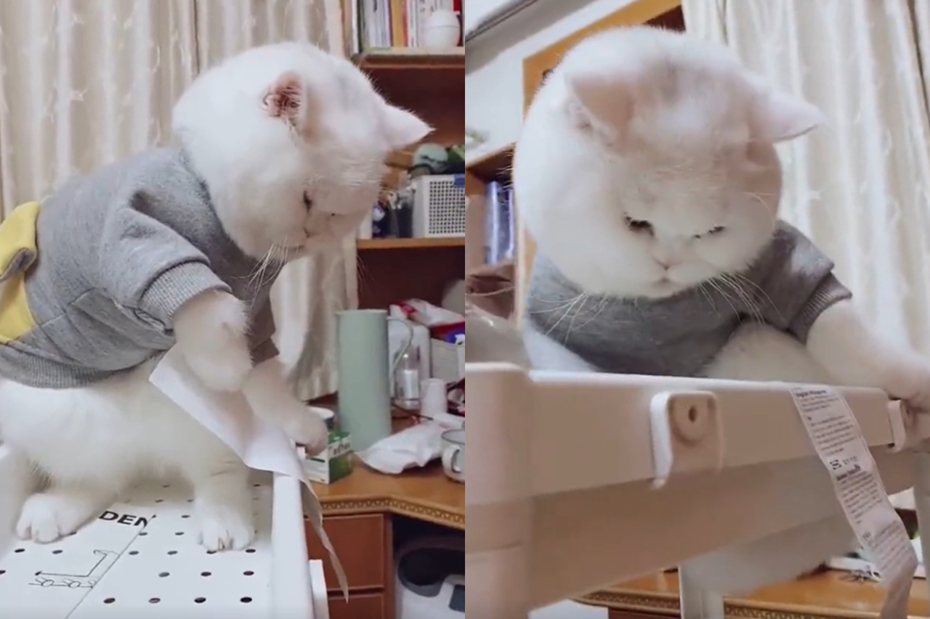 有隻白貓站在家裡新買的層架上，一副若有所思的樣子盯著手中的層架規格書，好像在思考「這層架要怎麼組」。 圖／翻攝自微博