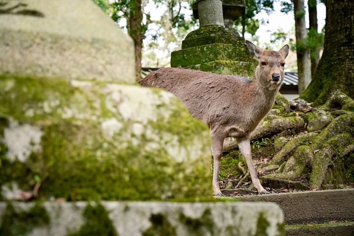 奈良公園以老少咸宜的可愛小鹿擄獲外國旅客的心。　圖：日本旅行情報局／提供