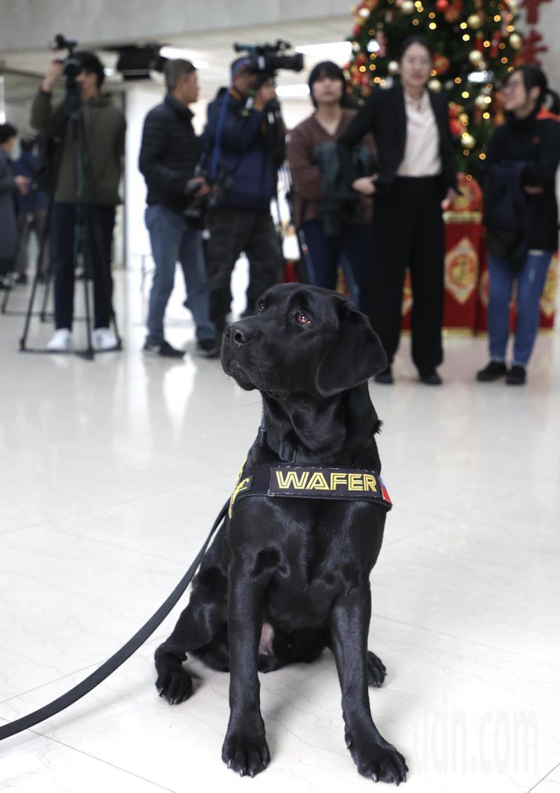 電子產品偵測犬 WAFER上午首次公開亮相，WAFER能嗅聞電子產品儲存裝置上的化學塗料，舉凡SD卡、手機、硬碟、隨身碟、甚至虛擬貨幣之冷錢包都能偵測。記者曾吉松／攝影