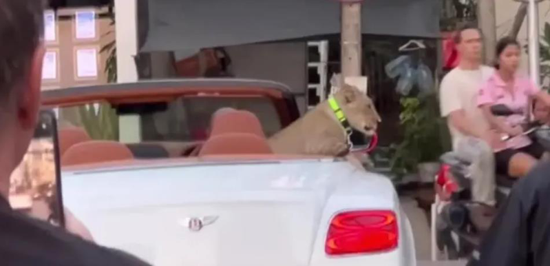一頭戴著頸圈的獅子，乘坐一輛賓利的白色敞篷車後座，奇景吸引眾人注視。截自YT影片