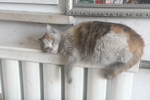 有網友分享修車廠貓咪疲憊的模樣看起就像剛下班的員工。圖/翻攝自微博