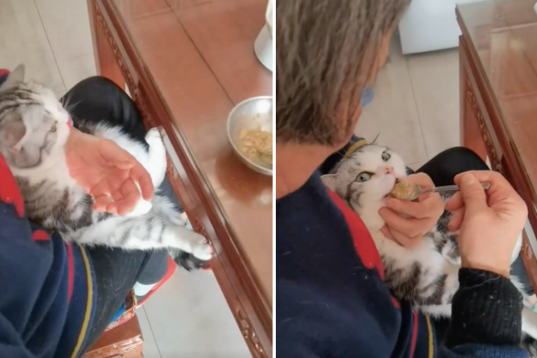 老太太把貓咪抱在懷中餵飯的一幕讓網友直呼真的是在疼孫。圖/翻攝自微博