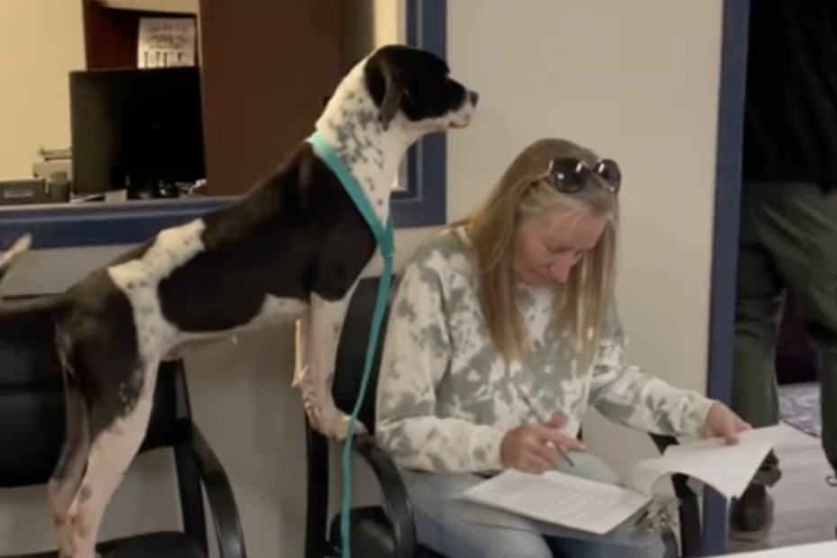 狗狗「露娜」（Luna）跳上椅子，靠近一旁剛決定收養自己、正在填寫收養資料的新媽媽狂跳。（圖／翻攝自抖音 @wcasfl）