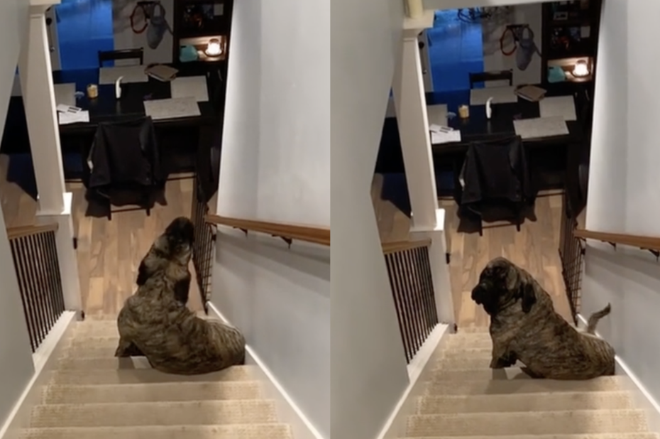 獒犬「熊熊」（Bear）獨自坐在樓梯間仰頭嚎哭，看起來就像是以為自己被獨自留在家中而感到孤單。（圖／翻攝自抖音 @brindlebearthemastiff）