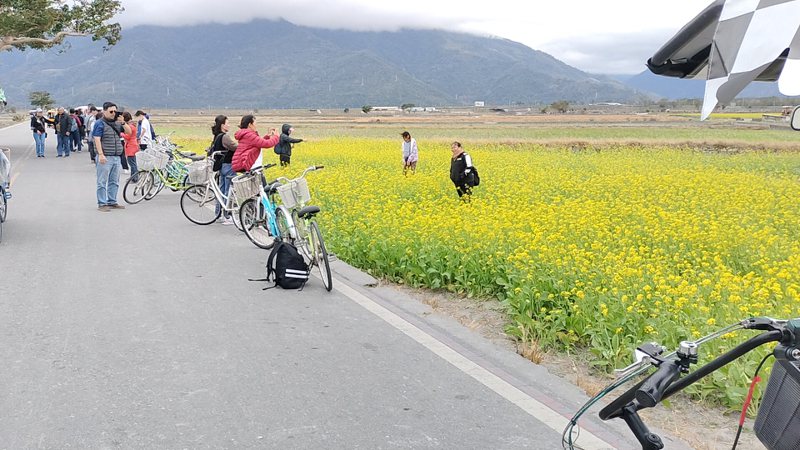 遊客看到稻田裡整片油菜花海，都駐足觀賞拍照打卡。記者尤聰光/攝影