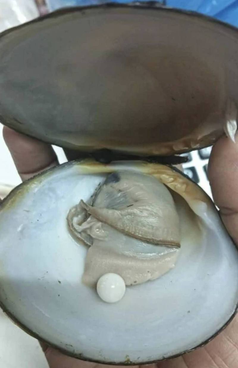 瓦萨娜打开其中1只蚬，发现内藏珍珠。图／翻摄自香港01(photo:UDN)