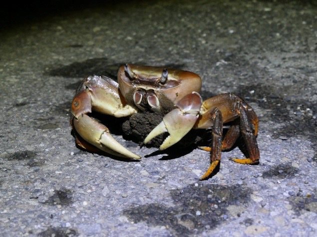 兇狠圓軸蟹經常在高雄柯仔寮漁港附近公園出沒。記者蔡世偉／翻攝