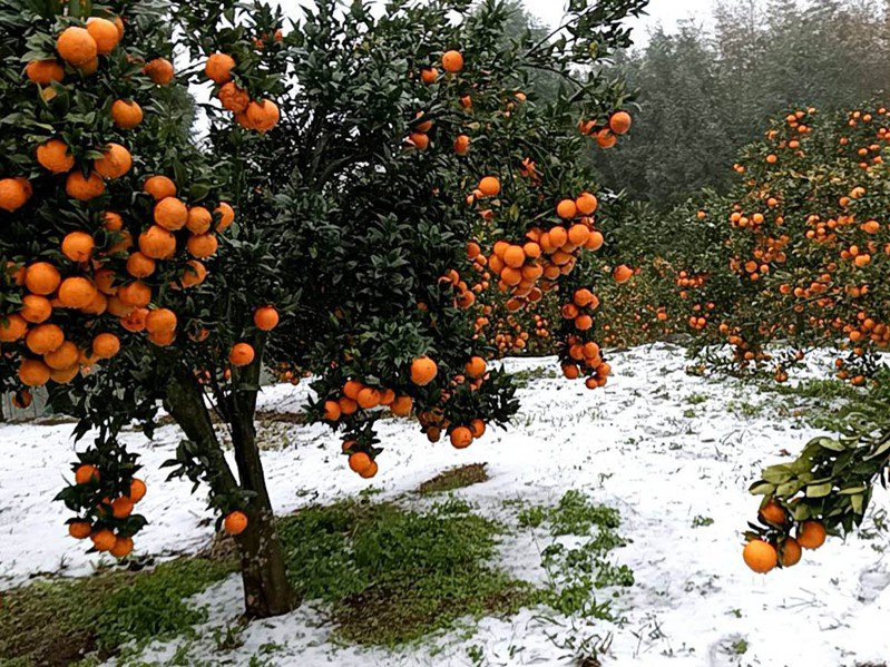 這波強烈寒流造成復興區柑橘寒害3公頃，桶柑影響較大。圖／復興區農會提供