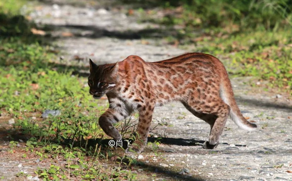 圖為迄今為止的唯一一次公開的手拍野生亞洲金貓照片。圖／取自山水自然保護中心