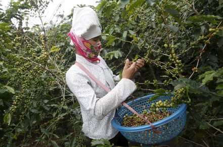 全球最大羅布斯塔咖啡豆（Robusta）生產國越南本產季的出口量勢必大為緊縮，原因是收成本來就變少，部分咖啡農又囤積豆子惜售，加上紅海危機升高影響貨運。(路透)