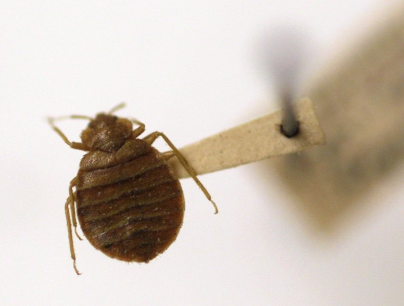 有民眾擔心日本臭蟲災情嚴重，一名網友提供4招「床蝨防範措施」。圖為臭蟲示意圖。美聯社