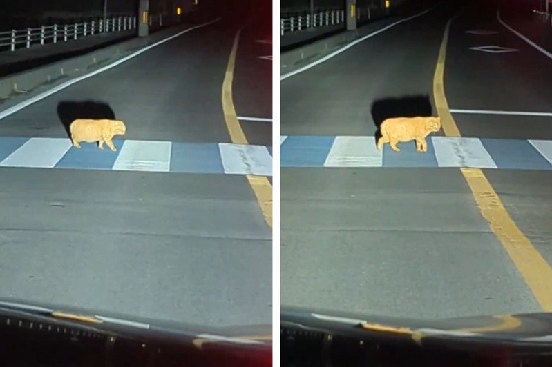 一名車主半夜在路上開車，遠遠看到一隻野生胖橘貓要過馬路，就停下車讓貓先過去，結果沒想到這隻貓竟一步一步走超慢，等到他稍微把車靠近一點點，貓竟然就開始快步走，直到快到另一邊的時候就恢復正常速度，讓車主直呼「這貓根本故意的」。 (圖/取自影片)