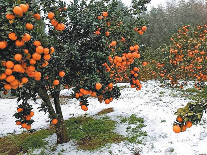 這波強烈寒流造成復興區柑橘寒害3公頃，桶柑影響較大。圖／桃園市復興區農會提供