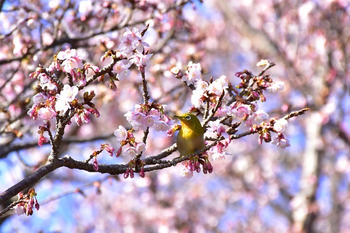 日本「寒櫻」迎接早春！在<u>靜岡</u>伊豆感受寒櫻綻放的早春魅力
