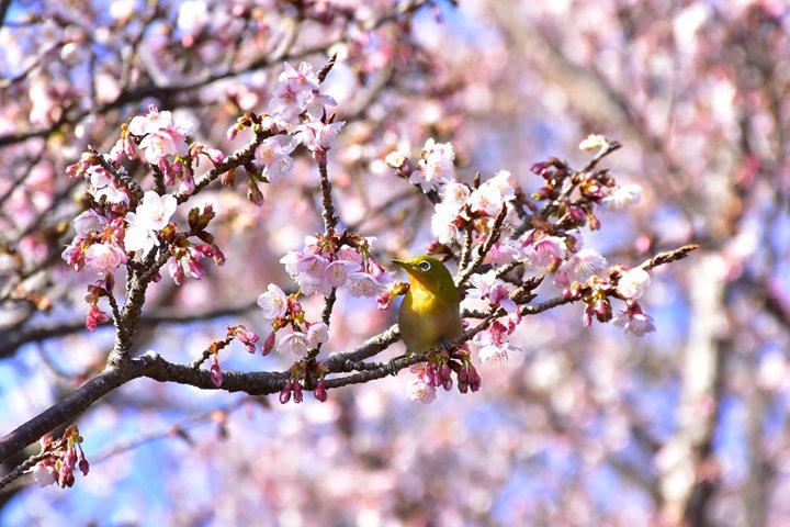 停駐在滿開寒櫻枝椏上的綠繡眼，吟唱著春天來了。　圖：伊豆仙人掌公園株式會社／提供