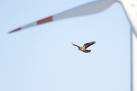 最新的美國數據分析發現，風力發電對鳥類的影響微乎其微。 圖/Shuttersto...