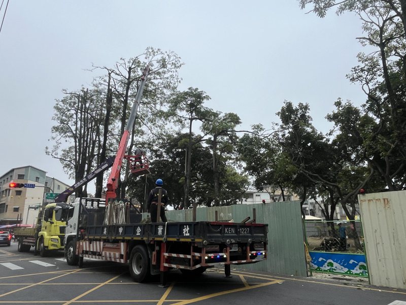 嘉義市政府發現宣信公園黑板樹根破壞側溝，考量安全，會勘後決定將17棟黑板樹移除，今天開始施作。記者李宗祐／攝影