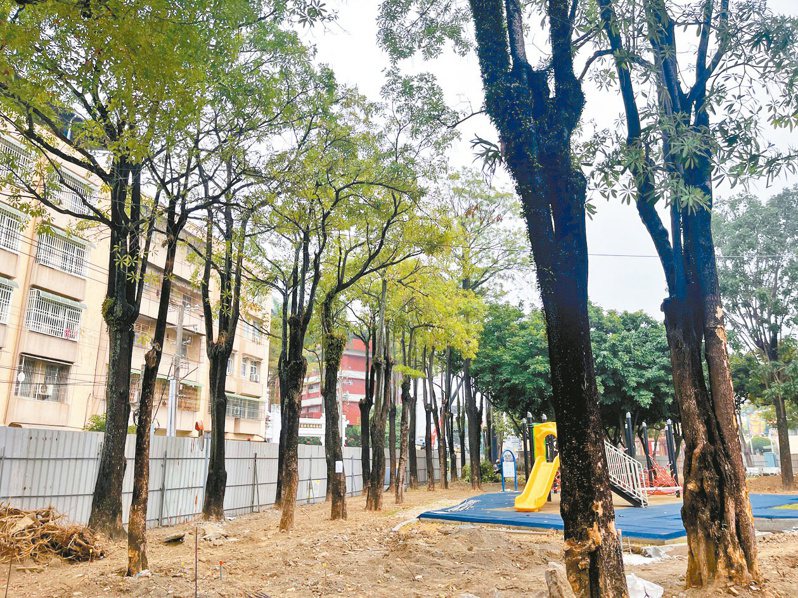 嘉義市宣信公園黑板樹根破壞側溝，市府考量安全決定移除17棵黑板樹。記者李宗祐／攝影