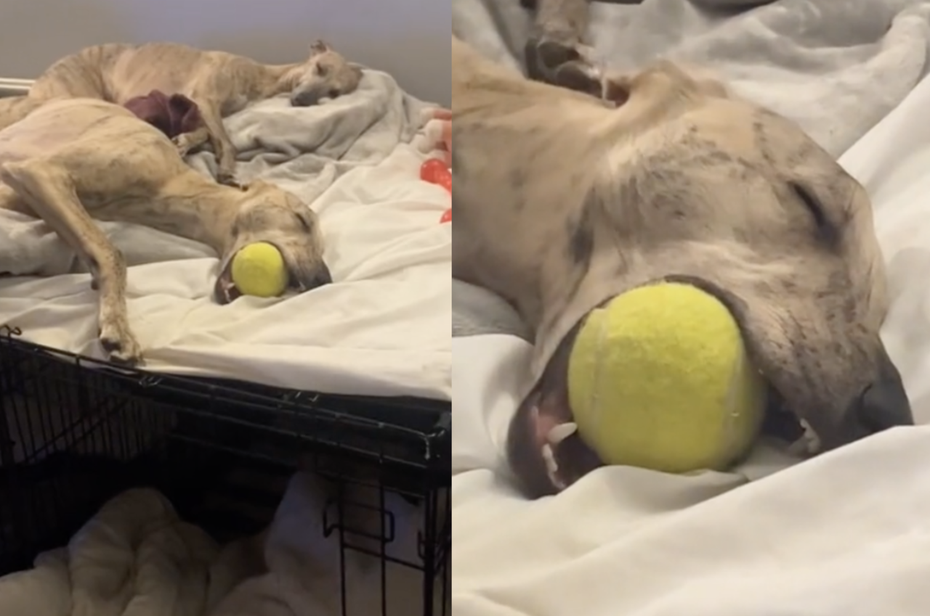 惠比特犬側躺在窩裡舒服的熟睡，嘴裡則含著自己最愛的一顆網球。（圖／翻攝自抖音 @harryandremi）