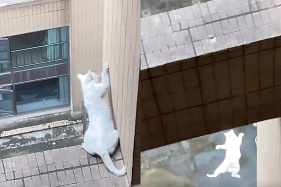 小白貓被人發現受困在大樓外牆樑柱上，因過於害怕，試圖爬牆逃脫時不慎從高處墜落。 圖／翻攝自微博