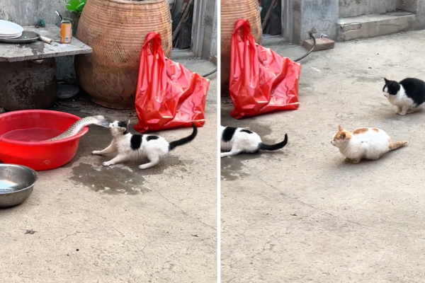 後面兩隻貓咪坐定不動，讓乳牛貓努力想搬動魚的樣子看起來超辛酸。圖/翻攝自微博