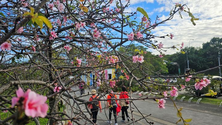 ▲在盛開的櫻花中，和三五好友來趟賞櫻小旅行。　圖：新北市政府高灘地工程管理處／提供