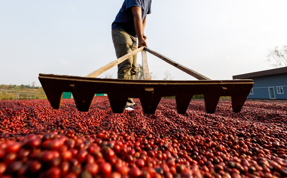 衣索比亞擁有更多原生咖啡品種。