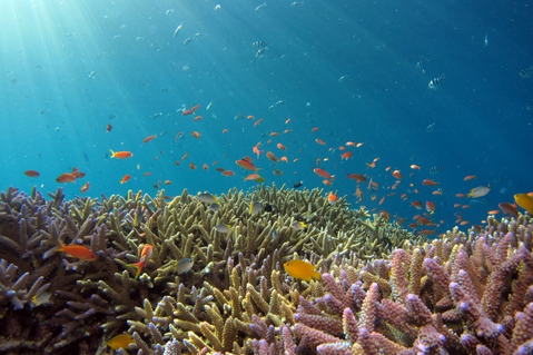 雖然珊瑚礁只佔海底面積約0.2%，卻為超過1/4的海洋物種提供了棲息地。 圖／H...