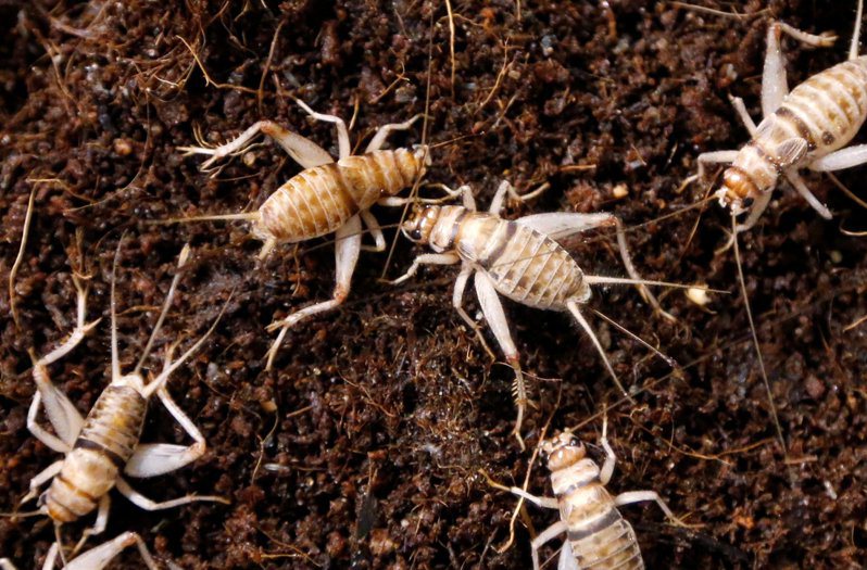 昆蟲養殖公司Nutrinsect首獲義大利批准販售供人食用的蟋蟀麵粉，義大利純粹食物主義者遭到打擊。路透