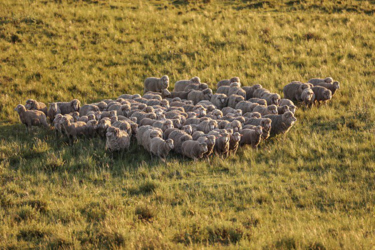 美麗諾羊毛供應商Nativa™的可溯源再生性羊毛，確保了在整個生產供應鏈中每個參與者，包含羊毛與農民，可追溯到最終產品，並經過第三方現場認證。圖／COS提供