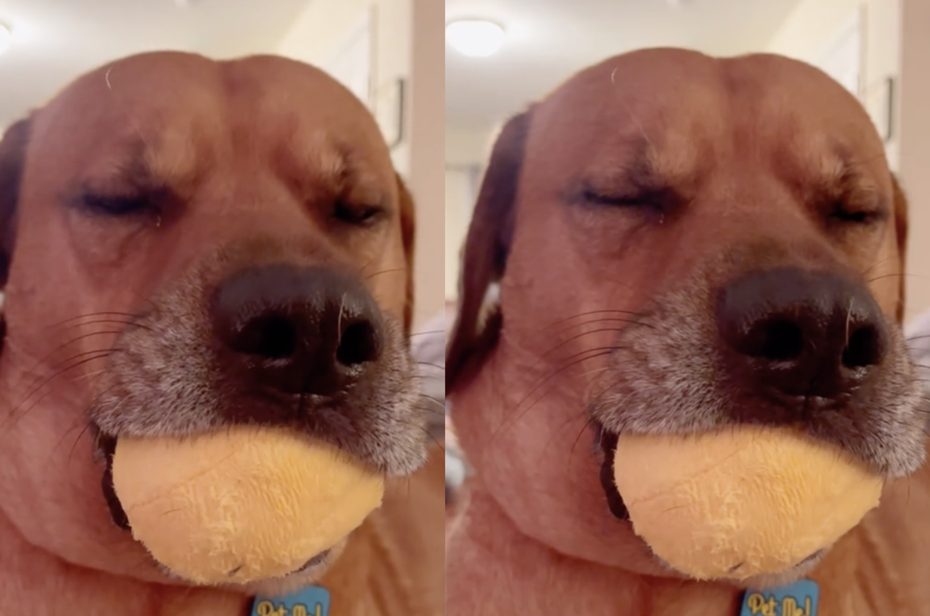 狗狗「米可」（Myko）趴在床上，嘴裡含著玩具球並閉上眼睛，開始「咀嚼」這顆會吱吱作響的球球。（圖／翻攝自抖音 @MYKOMUSHROOM）