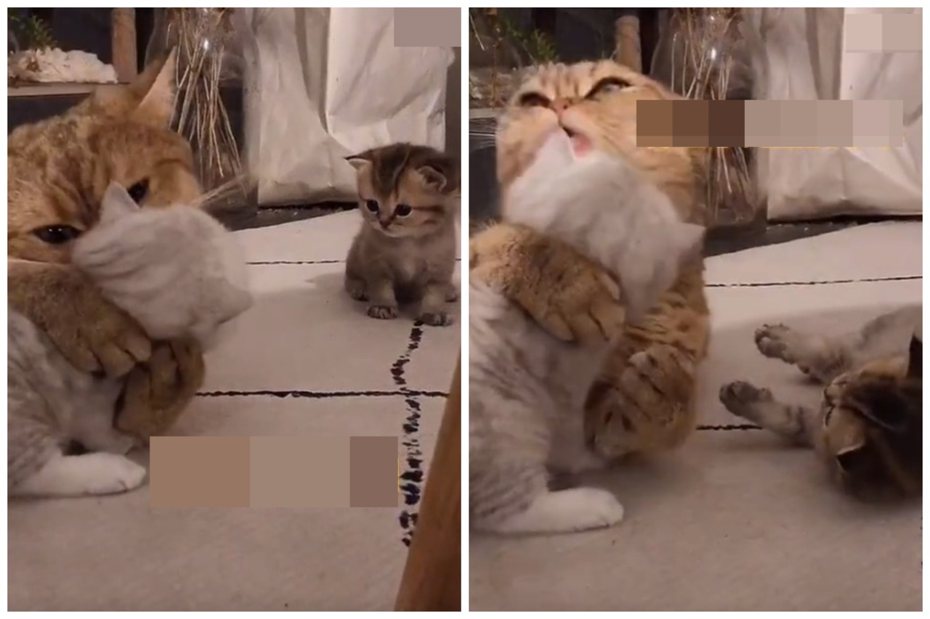 母貓偏心灰白小貓，虎斑小貓被晾在一旁。圖取自微博